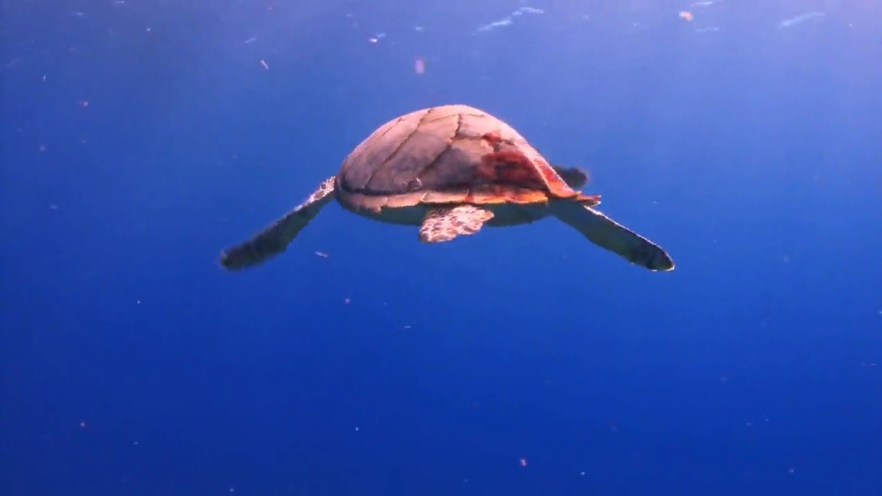 A sea turtle gliding through deep blue water